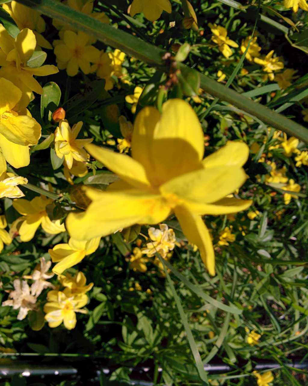 Jasminum mesnyi (= Jasminum primulinum)